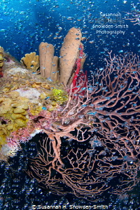 "Seltzer Reef" - Divers' bubbles stream past colorful spo... by Susannah H. Snowden-Smith 